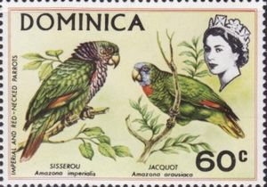 Imperial-Amazone-Amazona-imperialis-Red-necked-Amazon-Am