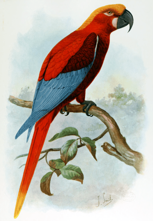 Jamaican Red Macaw Ara_gossei.png