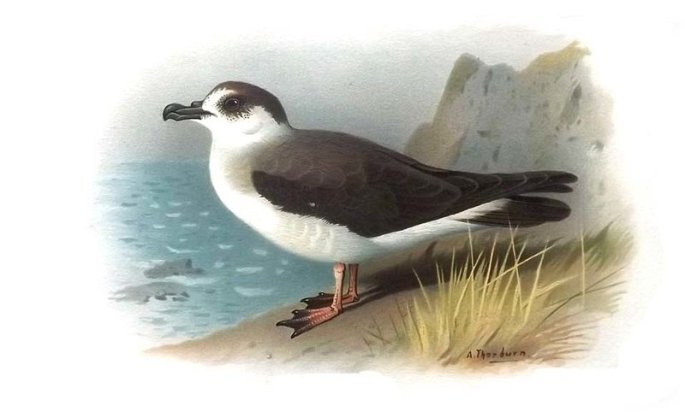 Pétrel diablotin Pterodroma hasitata Black-capped Petrel